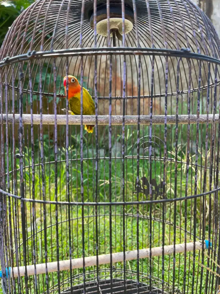 Burung Lovebird