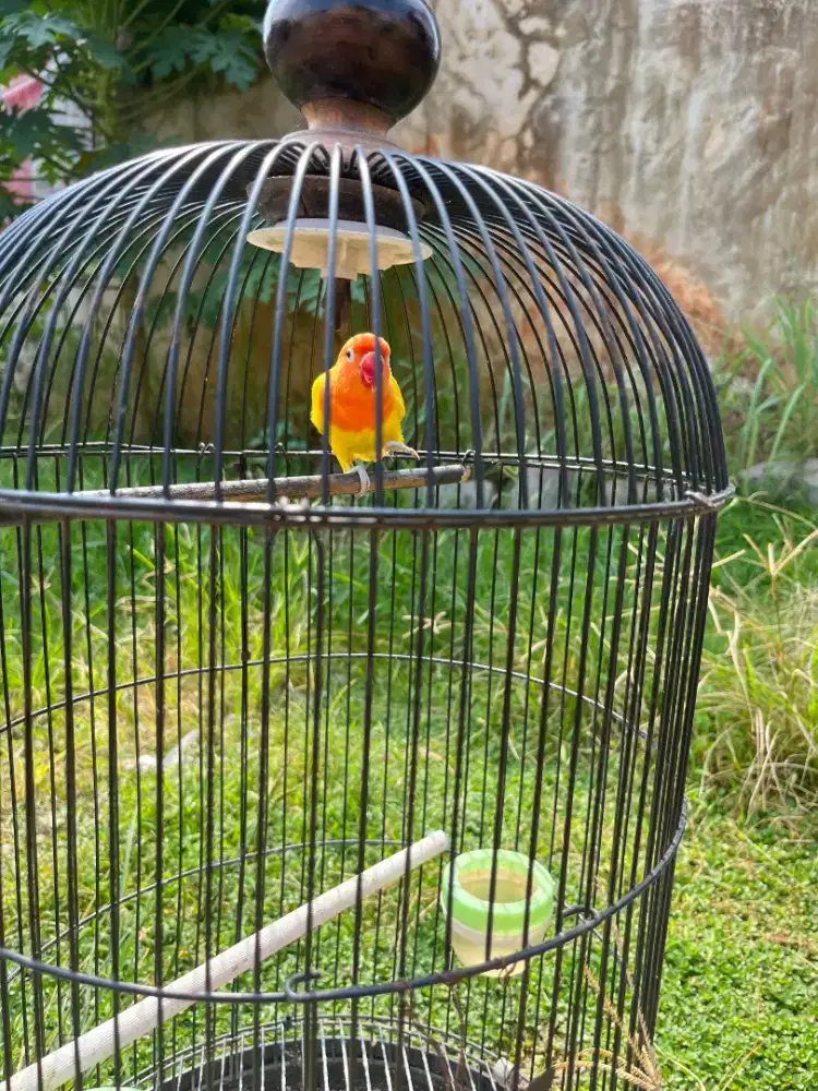 Burung Lovebird