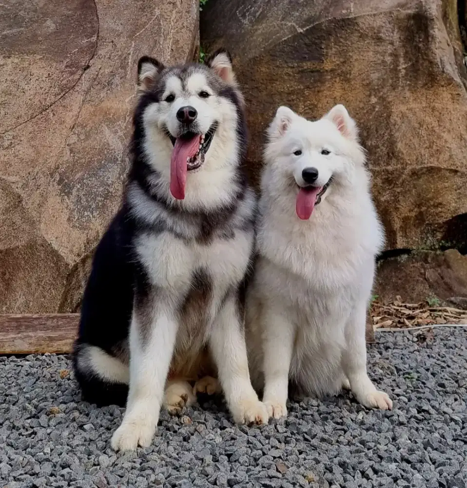 dicari ART/Kennel Boy