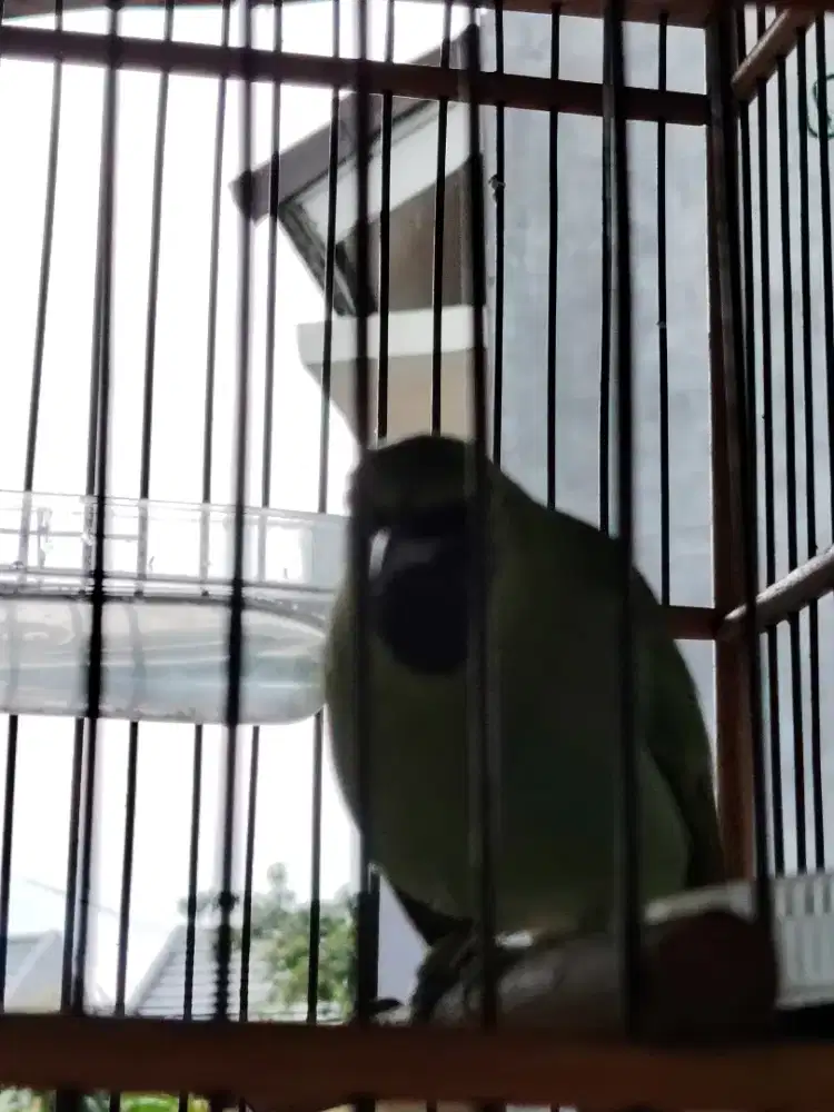 Murai fullset jantan