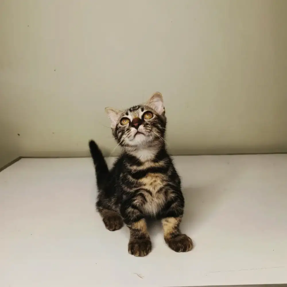Kitten Munchkin jantan