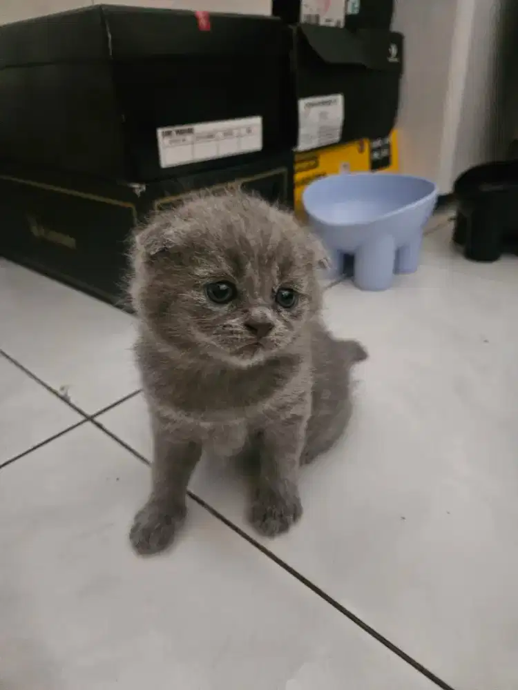Kucing BSH Fold Jantan Non Ped