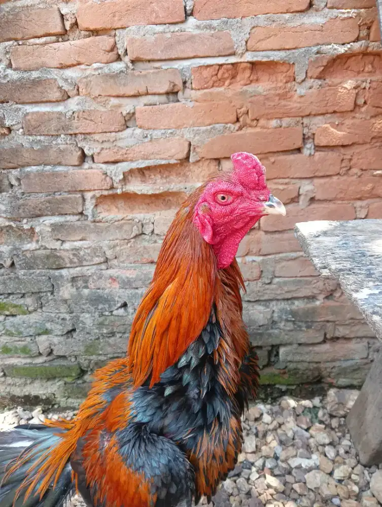 Jual Sepasang AYAM