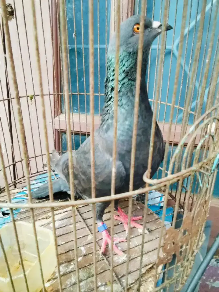 Burung dara bujangan