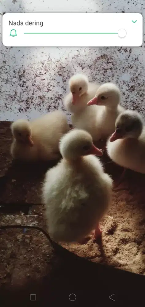 Anak soang/ fitik soang