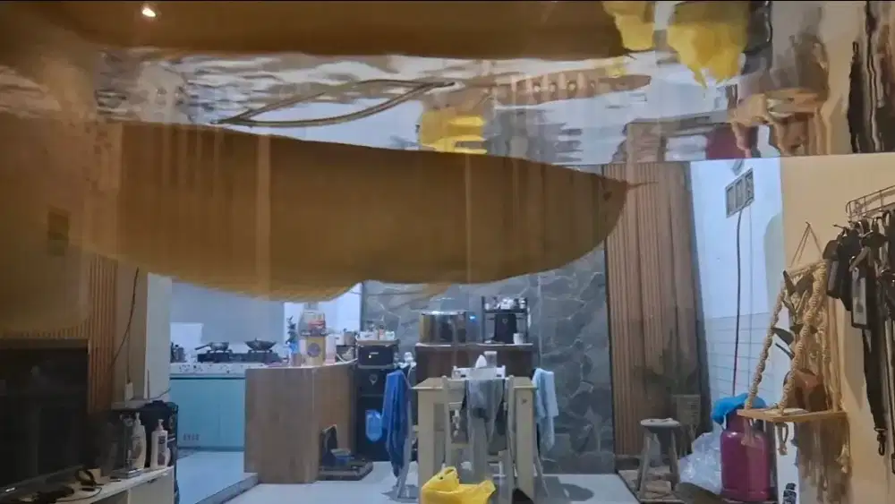 Arwana silver albino kurleb 60cm