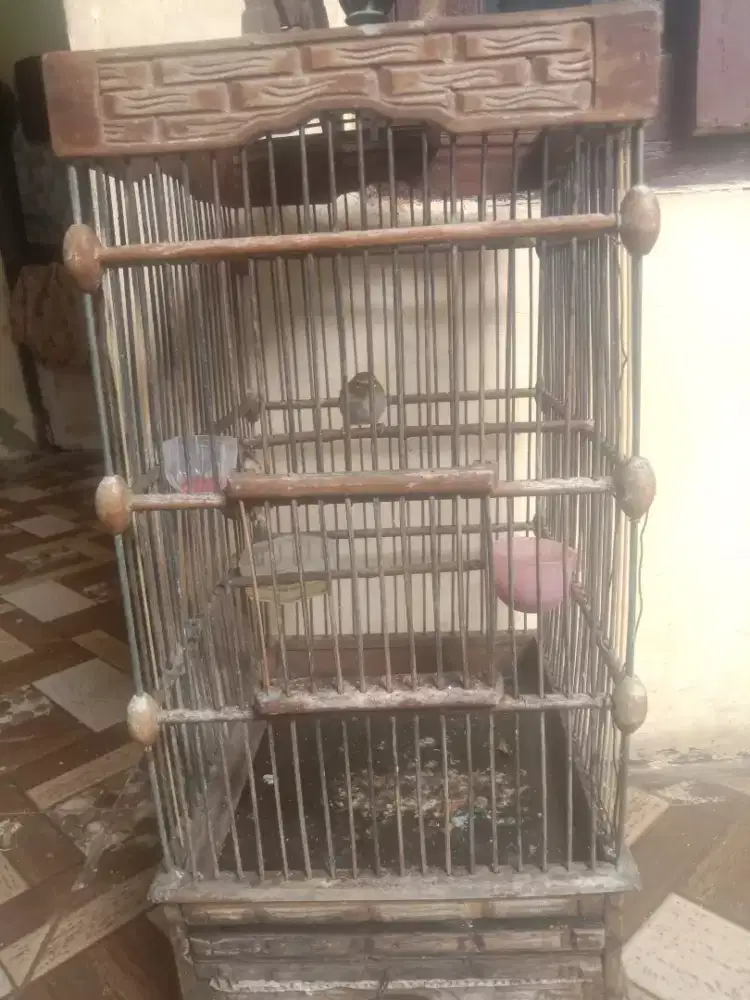 JUAL BURUNG PLECI SAMA KANDANG