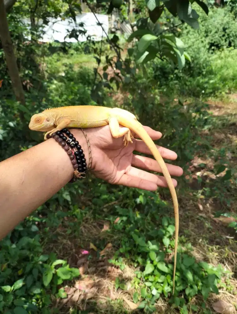 Red albino iguana