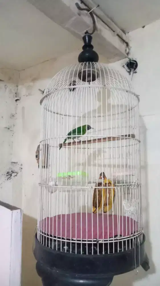 Jual Jomin udah gacor fs +krodung