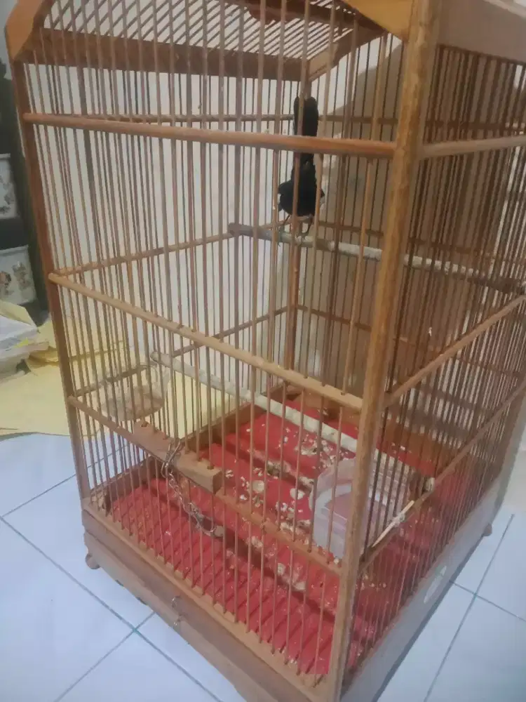 Jual Kacer pastol burja Pur total