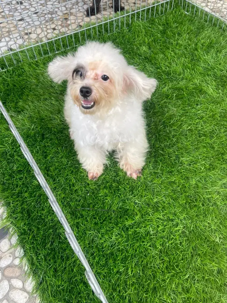 poodle jantan & betina