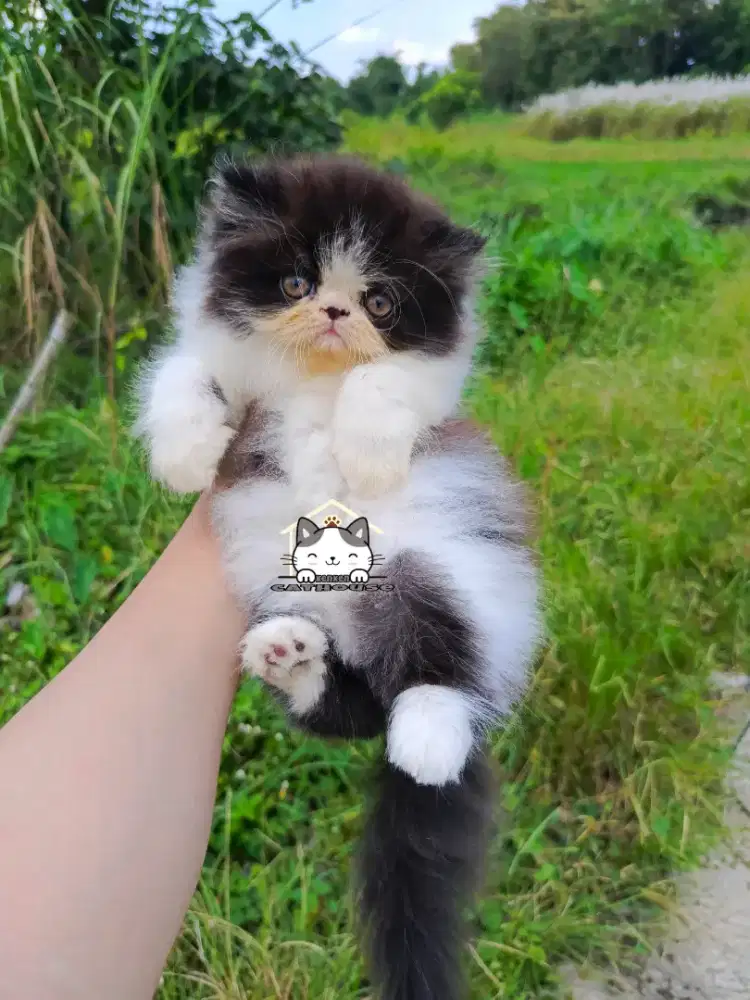 Kucing kitten peaknose lucu gemas