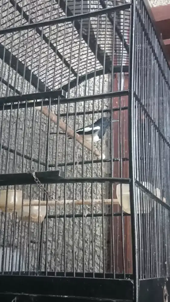 Kacer Fs Dada Putih Jantan