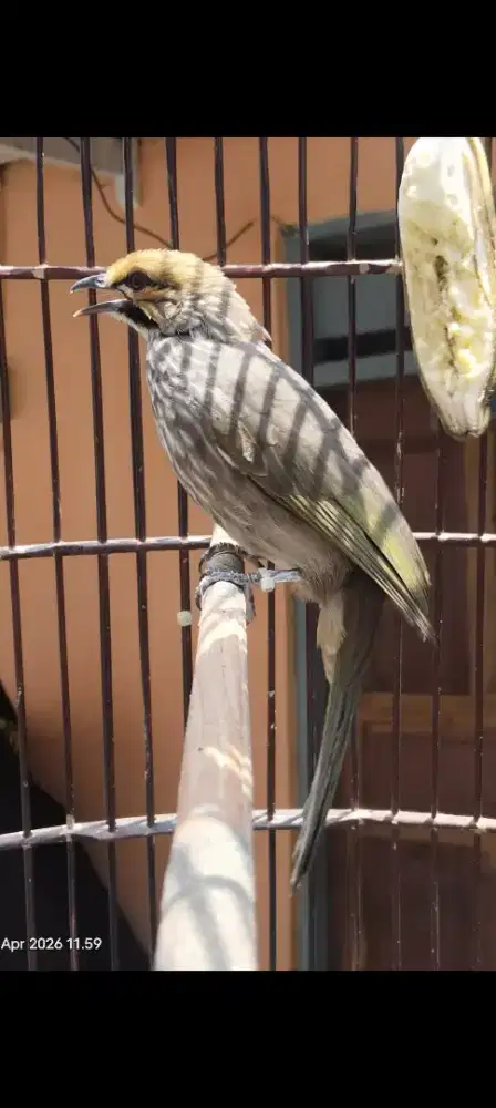 Cucak rowo body gede bige