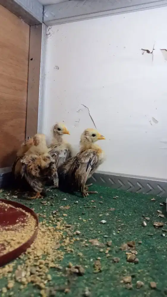 Ayam Serama anakan dan dewasa