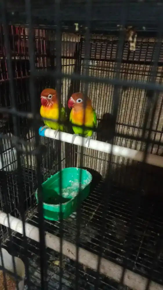 Burung lovebird sepasang