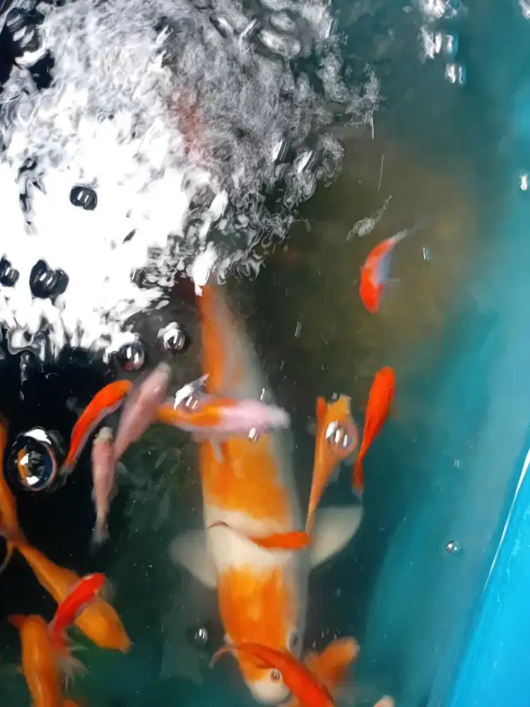 Dijual 1 ekor ikan koi