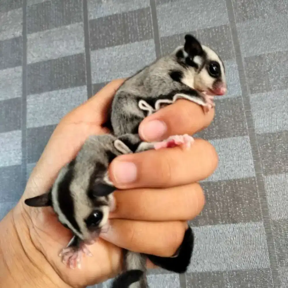 Sugar glider grey