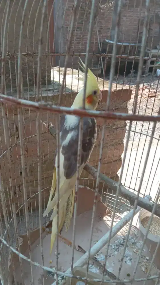 Burung falk Australi