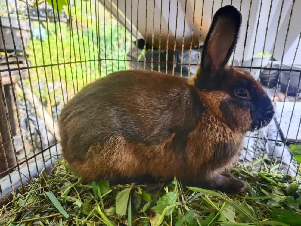 Kelinci Berbagai Ukuran