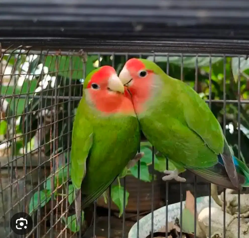 Burung Lovebird nonklep