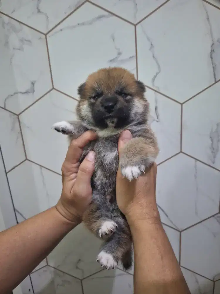 Dijual anakan Shiba Inu