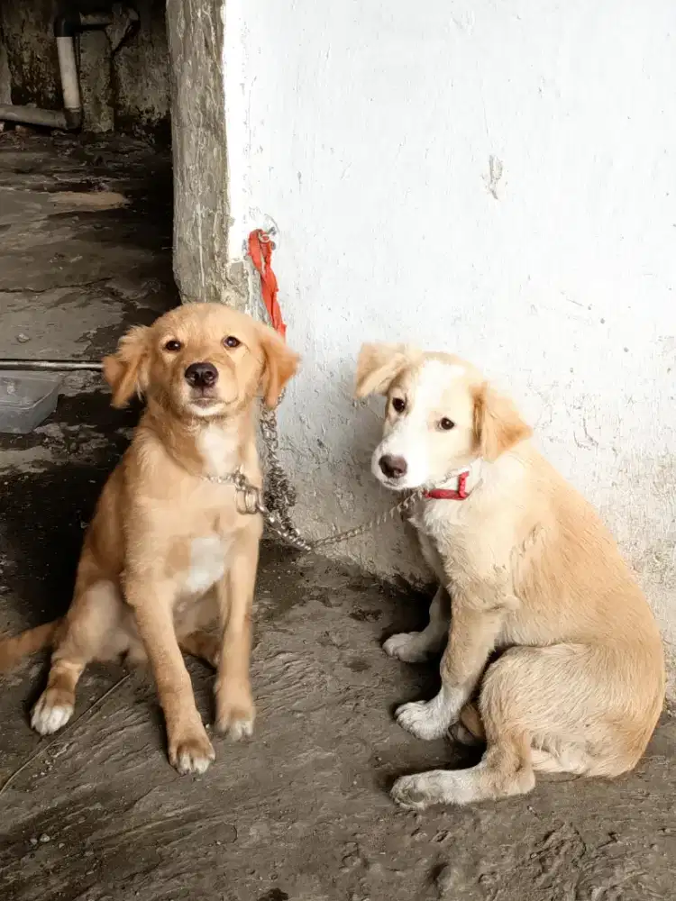 Anjing campuran ras golden usia 6bulan