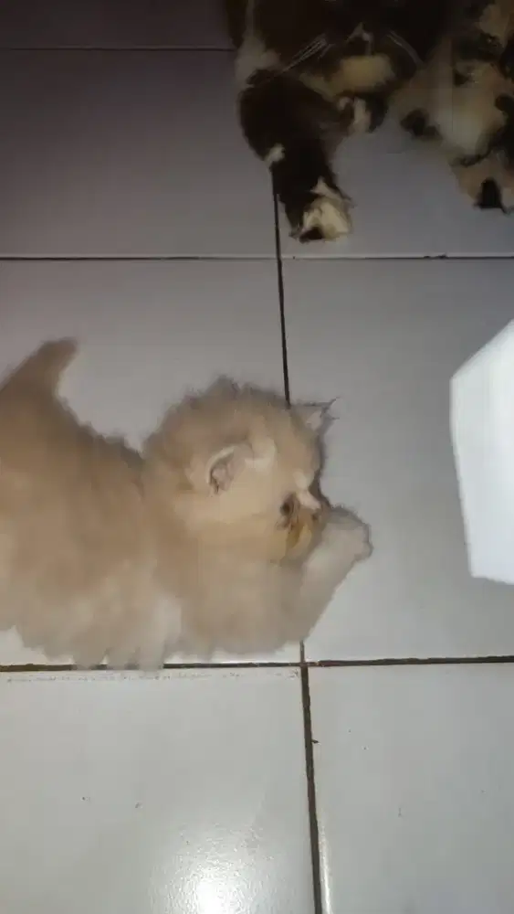 Kucing Persia Flatnose Kitten