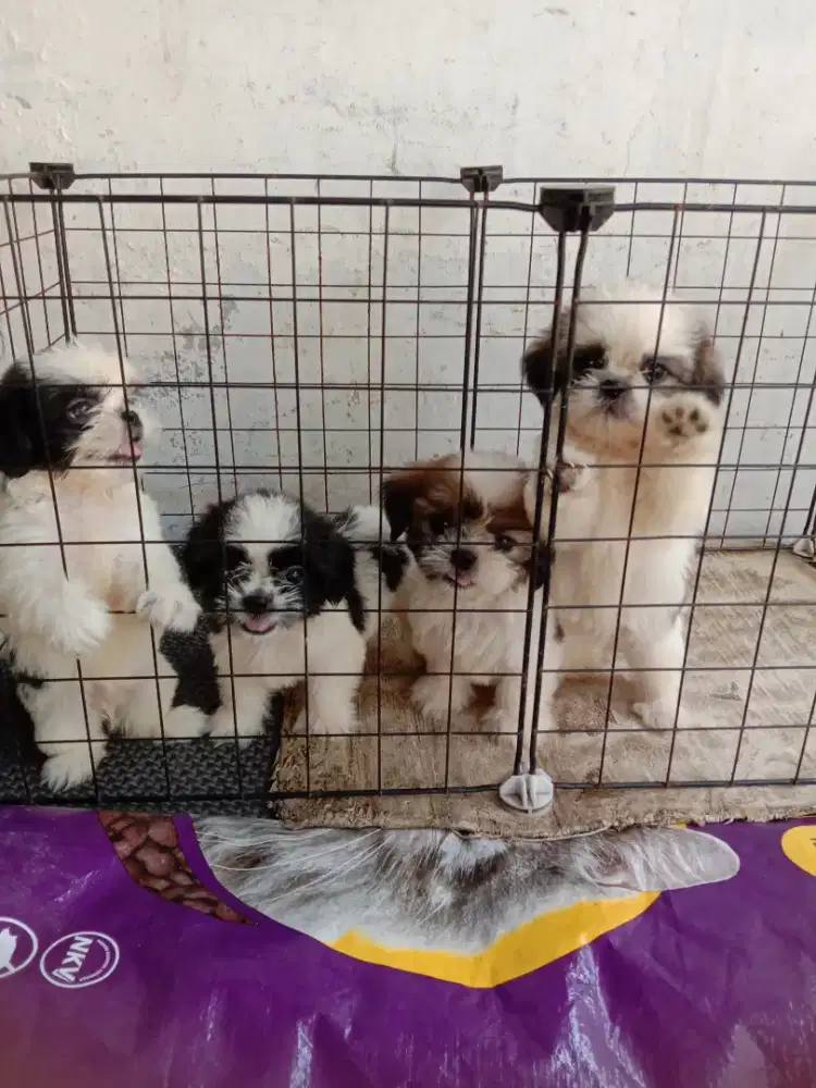 Anakan mini Shitzu jtn btn 1.5 bln