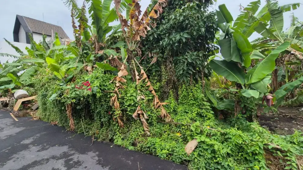 Di jual tanah jalan Sedap malam , Denpasar, Bali