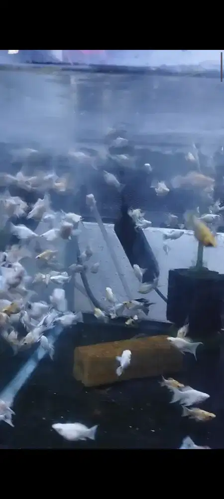 Jual Borongan Ikan Molly Lemon / Sakura Ninja