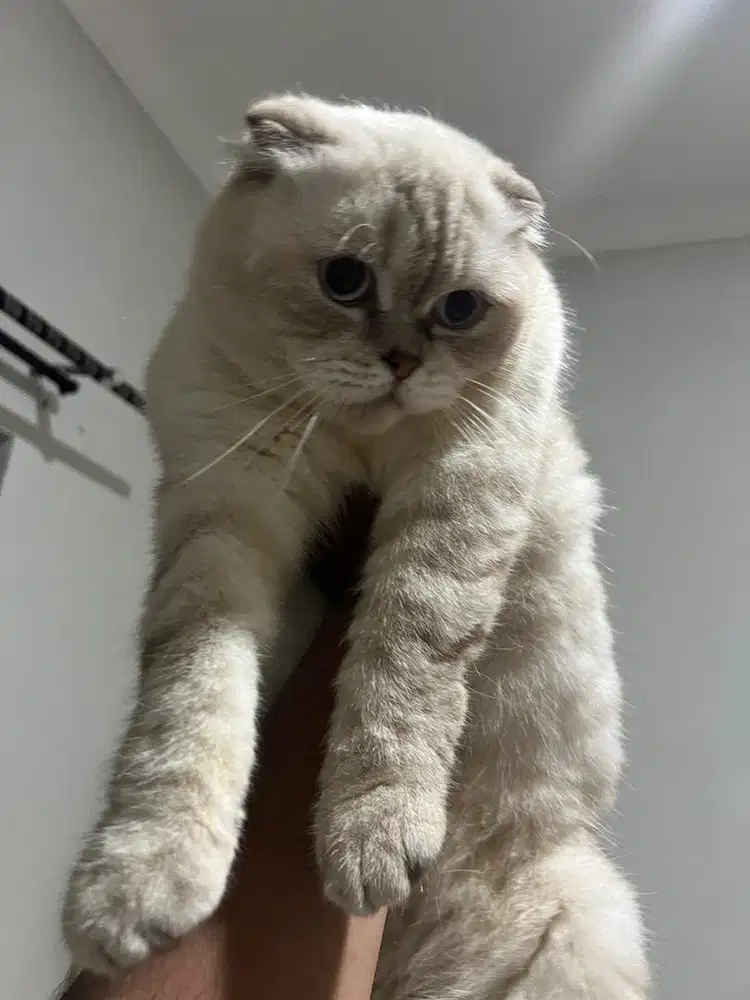 Open Adopsi Murah Scootish X BSH Montok Sehat