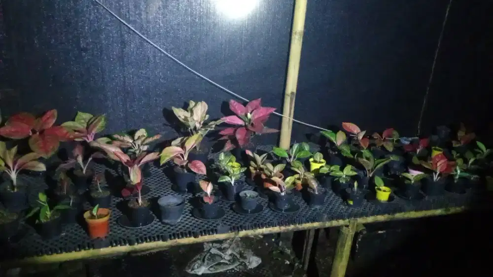 Info loker antar atau jemput anak