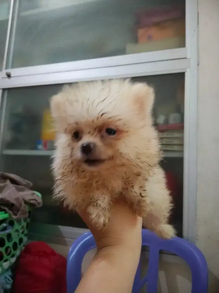 Dijual Anjing Pomeranian