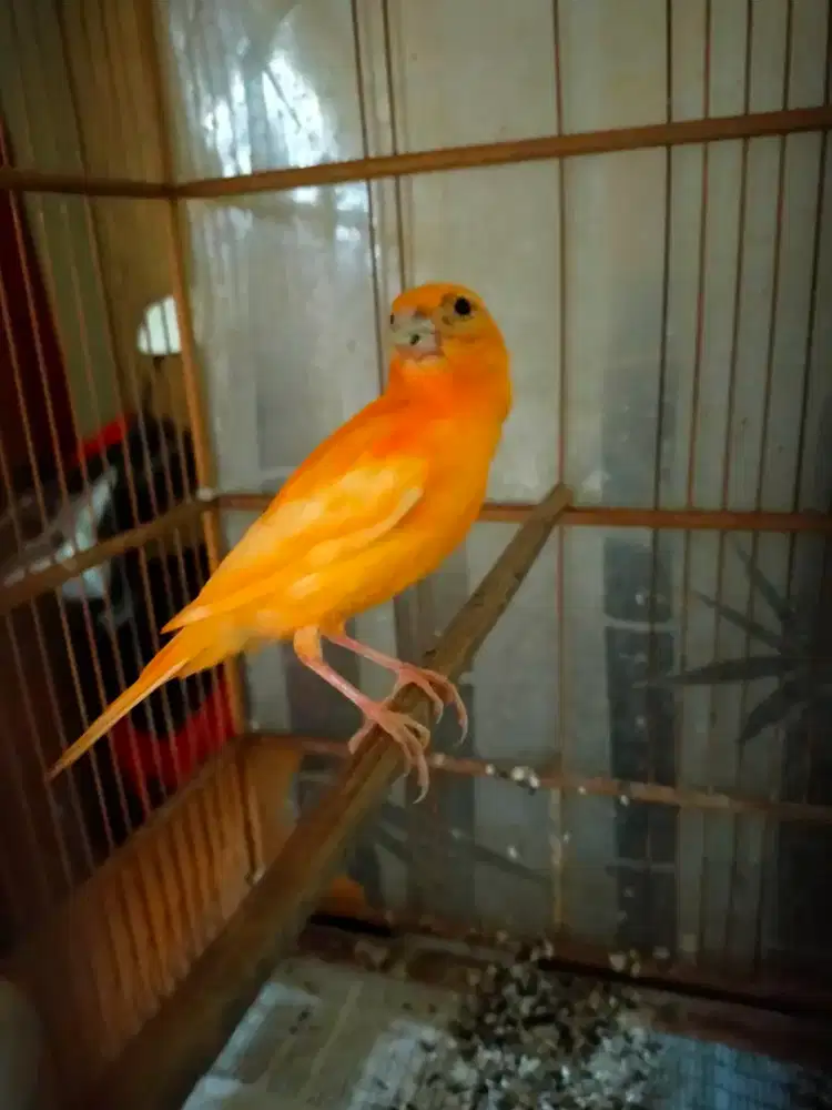 Burung kenari merlok paud jantan