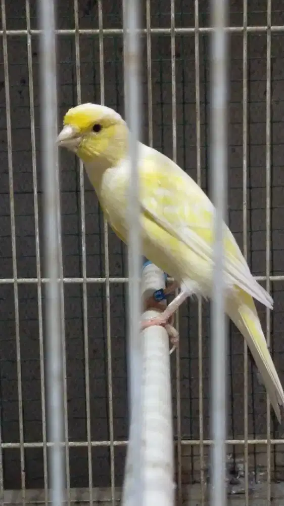 Burung kenari betina F2sf betina siapan