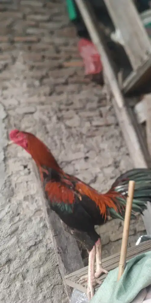 Jual ayam Bangkok muda