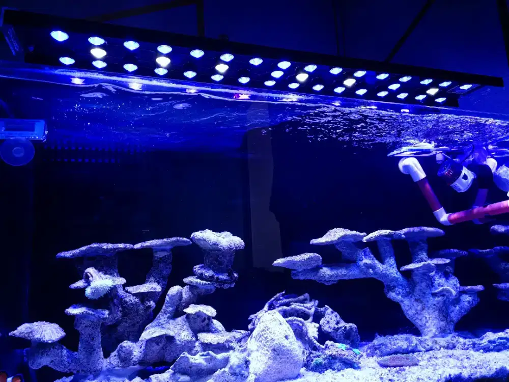 Lampu HPL diy akuatiun laut