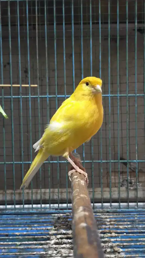 Burung kenari AF betina siapan