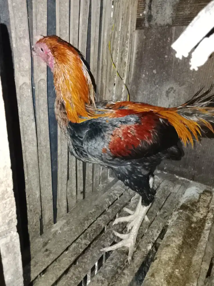 Ayam muda Wiring kuning