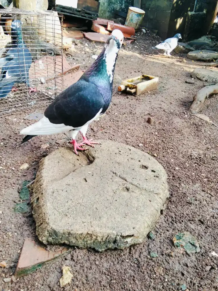 Burung dara sepasang giring