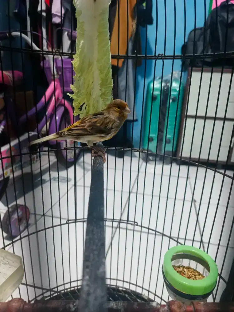 Kenari betina siapan