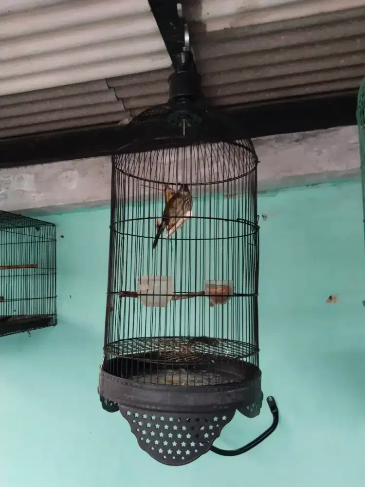 Jual burung cicak bayam gacor