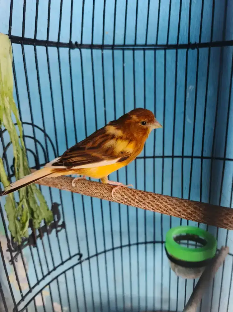 Kenari betina siapan