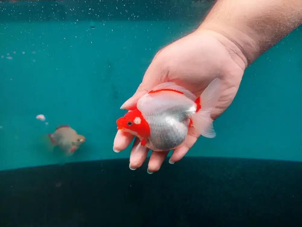 Ikan Mas Koki Ryukin Size 13-14 cm