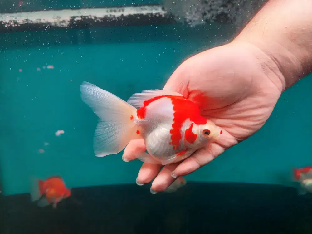 Ikan Mas Koki Ryukin Red White Size 13-14 cm