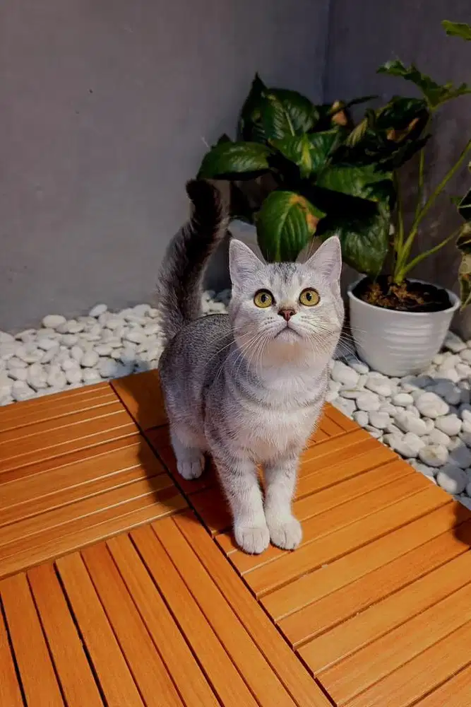 Kucing kitten British shorthair/ BSH SILVER SHADED BETINA USIA 3 BULAN