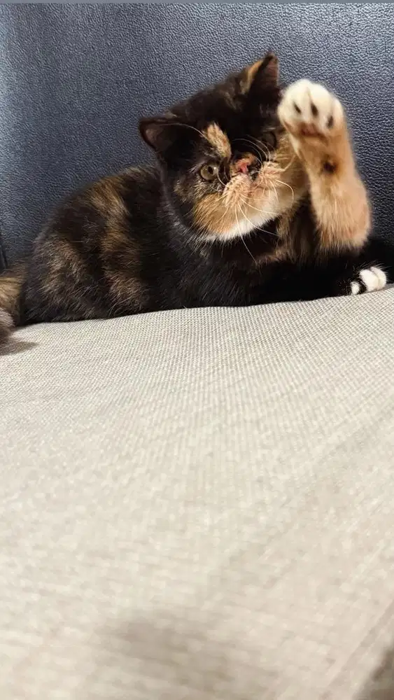 Peaknose exo shor hair