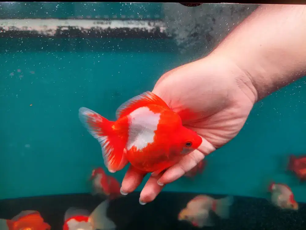 Ikan Mas Koki Ryukin Red White Size 13-14 Cm