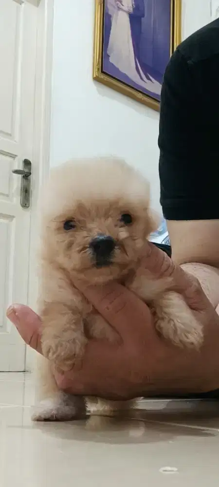 Anak anjing pom-poodel